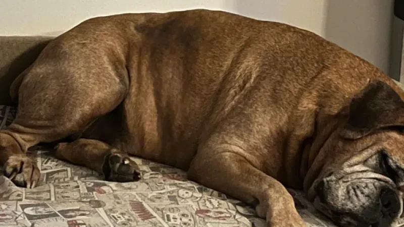 ALERTE EMPOISONNEMENT D’ANIMAUX